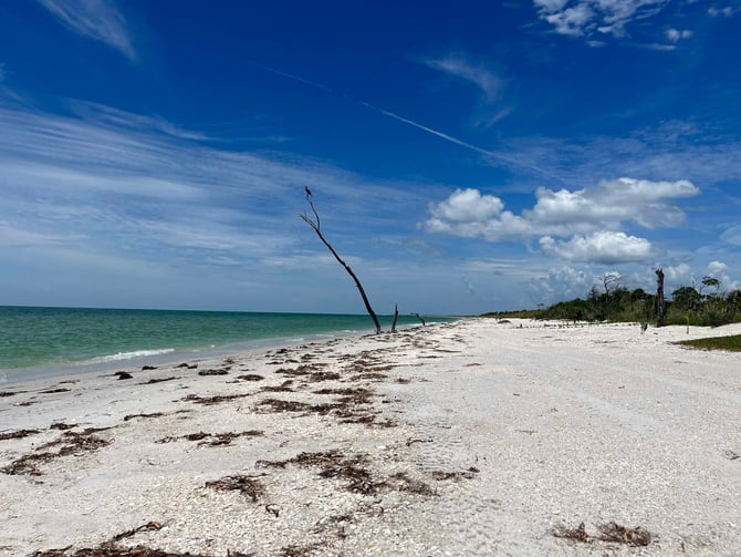 Empty white sand beach at Caladesi Island with driftwood and turquoise water
